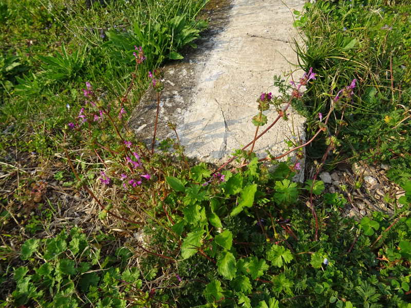 Lamium amplexicaule - Lamiaceae (Labiatae)